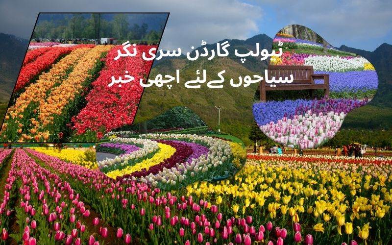  سری نگر: ایشیا کا سب سے بڑا ٹیولپ گارڈن سیاحوں کیلئے16 مارچ سے کھولا جائےگا